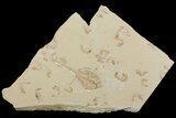 Fossil Guitar Ray (Rhinobatos) With Thirty Fish - Lebanon #165875-1